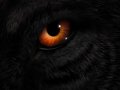 Wolf_Eye__full_image_updated__by_Zoe1975.jpg