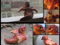 Feathered_Firespitter_collage_by_tallydragon.jpg