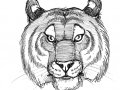 tiger-head2.jpg