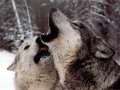 Wolves2.jpg