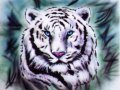 wildlifetiger.jpg