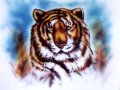 wildlifetiger3.jpg
