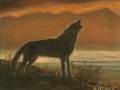 wolf5.jpg