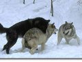 wolfply4.jpg